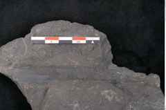 Foto (Detailansicht) von Flabellaria sublongirhachis Ettingshausen (NHMW-GEO-2024-0188-10233)